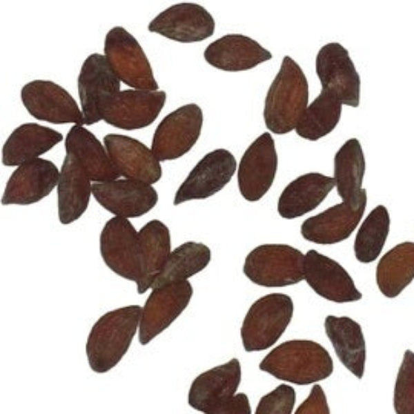 Yellow Pineapple Seeds 