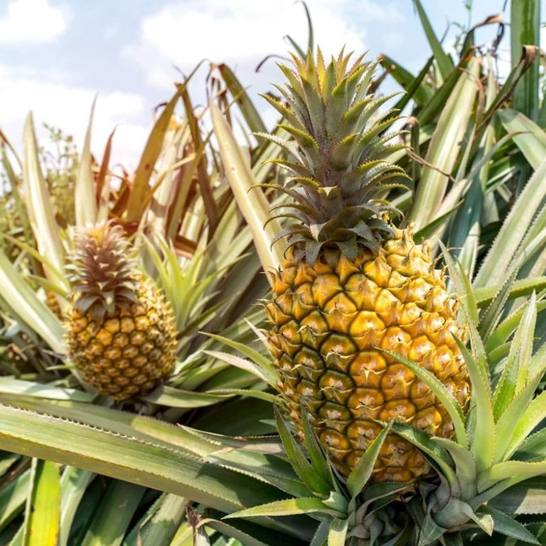 Yellow Pineapple Seeds 