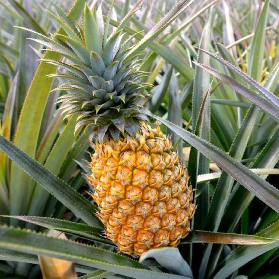 Yellow Pineapple Seeds 