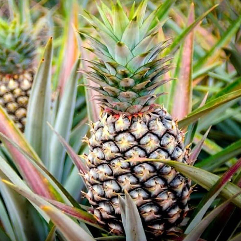 Yellow Pineapple Seeds 
