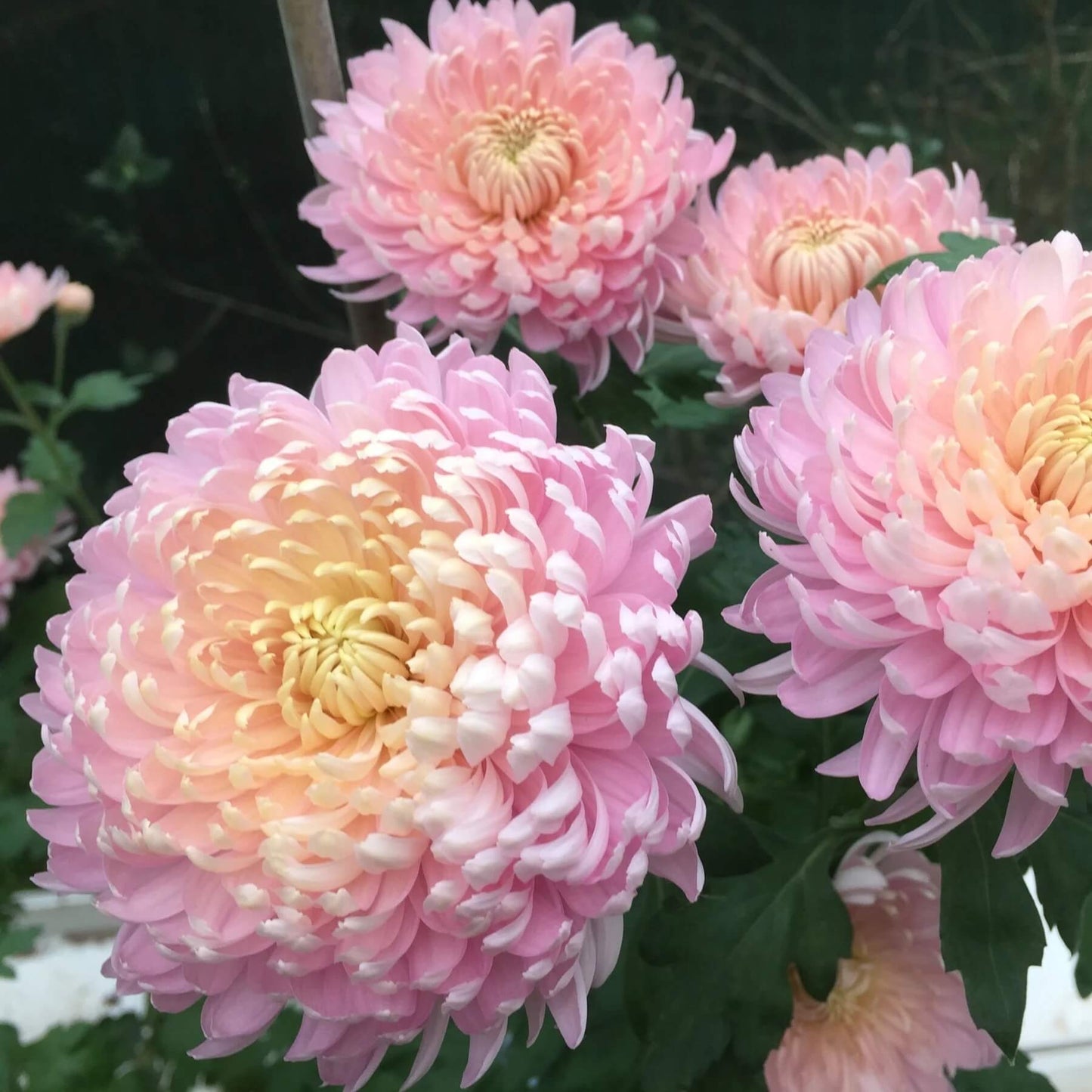 Yellow Pink chrysanthemum Seeds