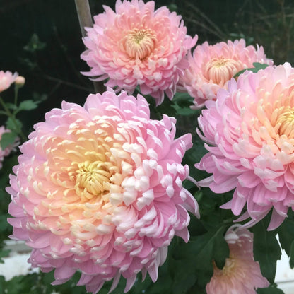 Yellow Pink chrysanthemum Seeds