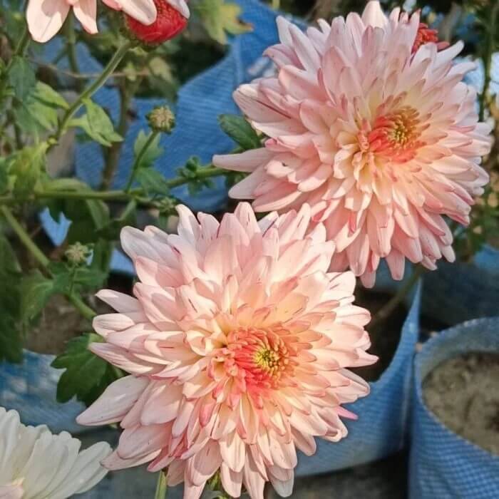 Yellow Pink chrysanthemum Seeds