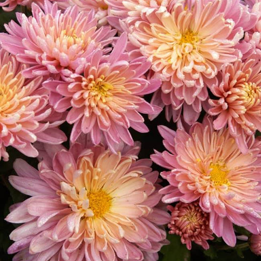Yellow Pink chrysanthemum Seeds