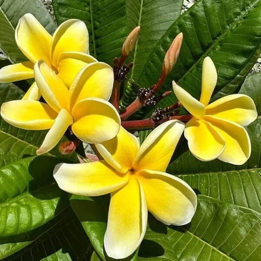 Yellow Plumeria Seeds 