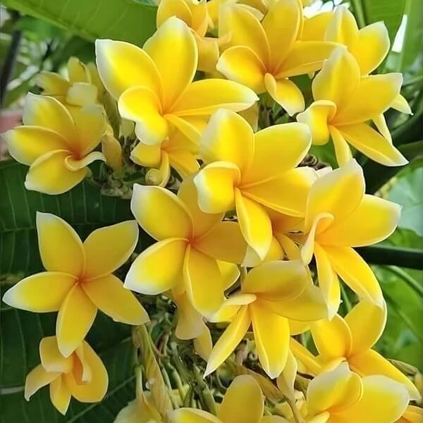 Yellow Plumeria Seeds 