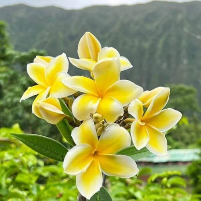 Yellow Plumeria Seeds 