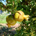 Yellow Pomegranate Seeds - Fruit Plant