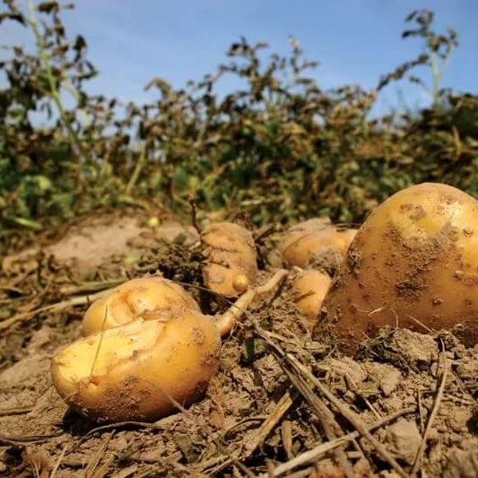 Yellow Potato Seeds