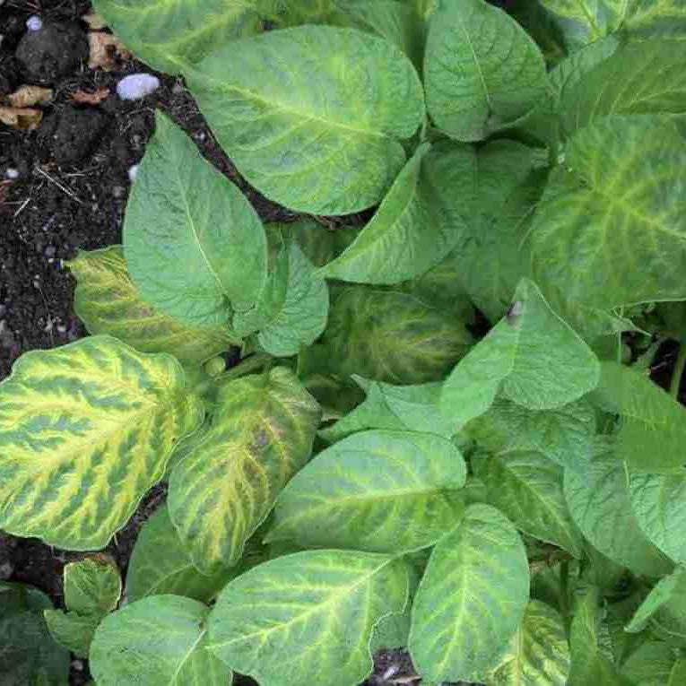 Yellow Potato Seeds