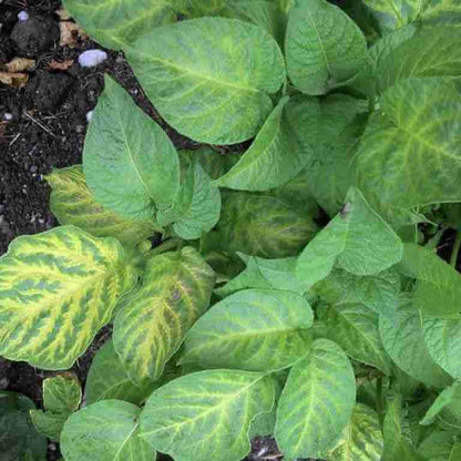 Yellow Potato Seeds