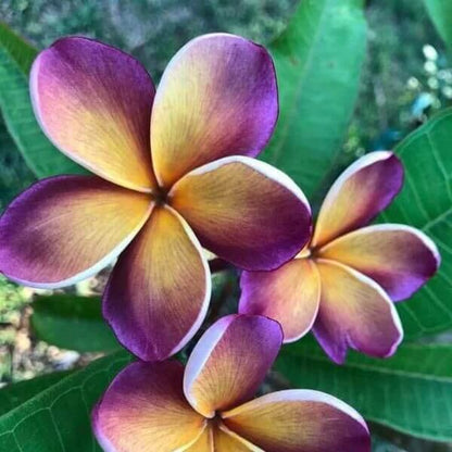 Yellow Purple Plumeria Seeds