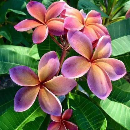 Yellow Purple Plumeria Seeds