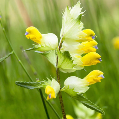 Yellow Rattle Seeds 