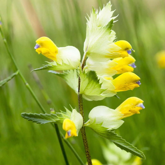 Yellow Rattle Seeds 