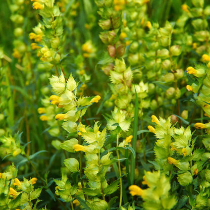 Yellow Rattle Seeds 