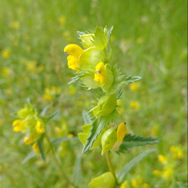 Yellow Rattle Seeds 