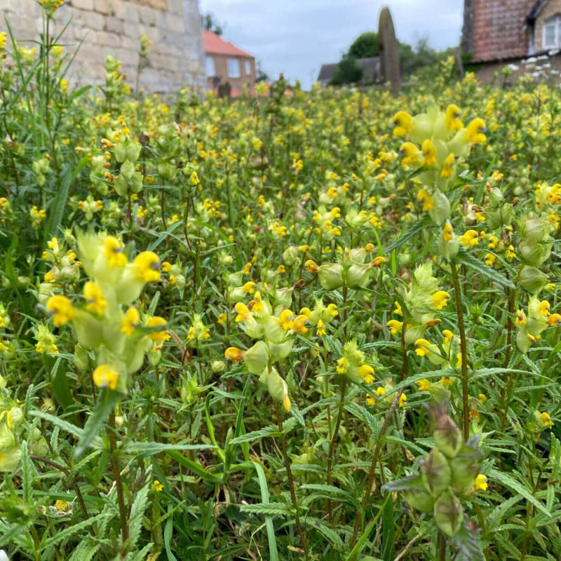 Yellow Rattle Seeds 