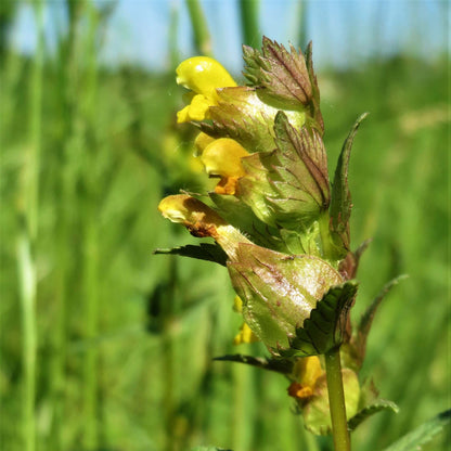 Yellow Rattle Seeds 