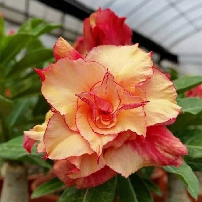 Yellow Red Desert Rose Seeds - Flower Plant