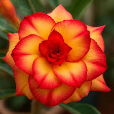 Yellow Red Desert Rose Seeds - Flower Plant