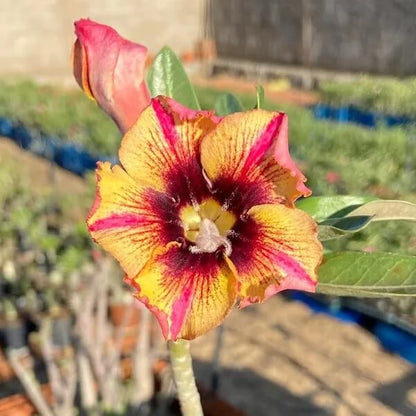 Yellow Red Desert Rose Seeds - Flower Plant