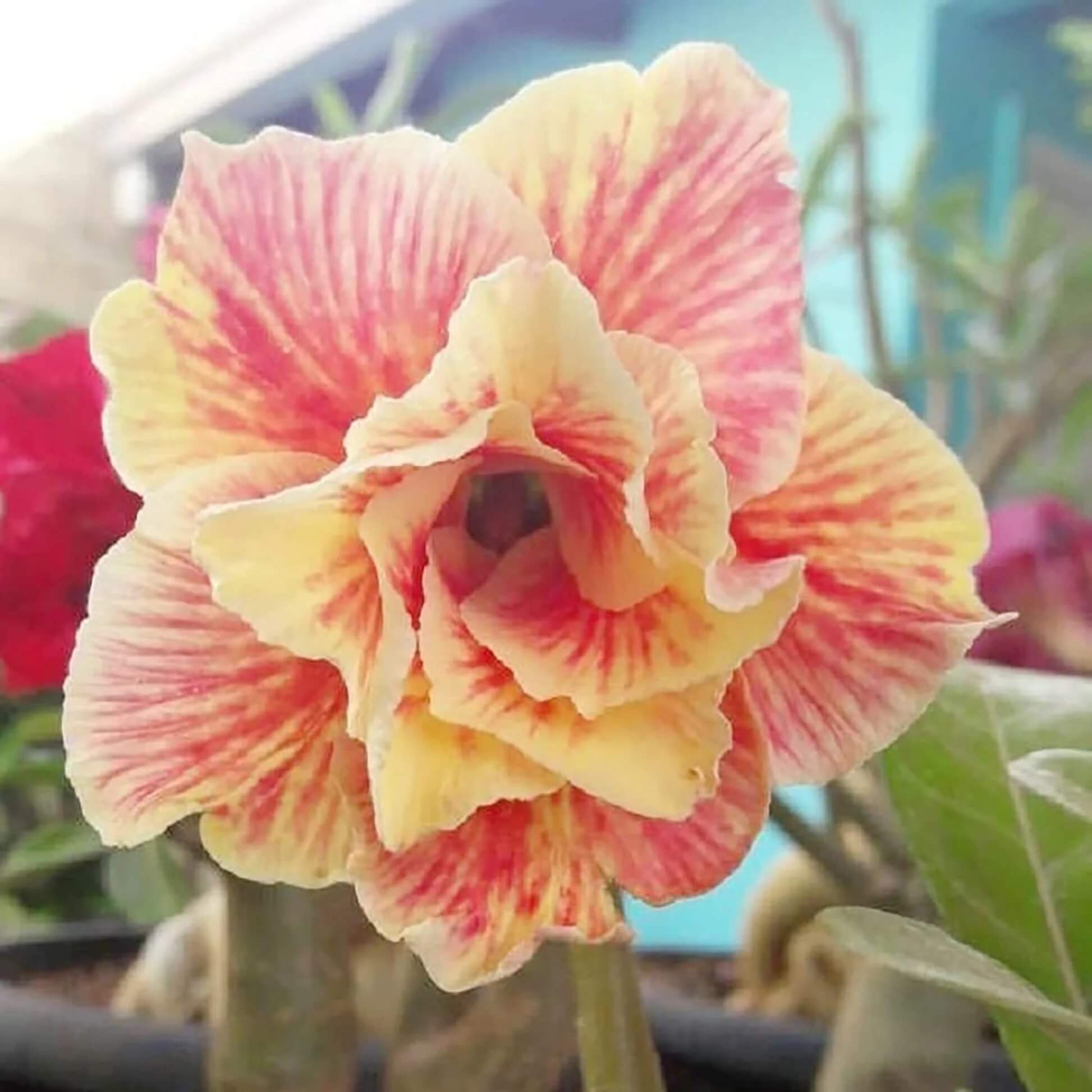 Yellow Red Desert Rose Seeds - Flower Plant