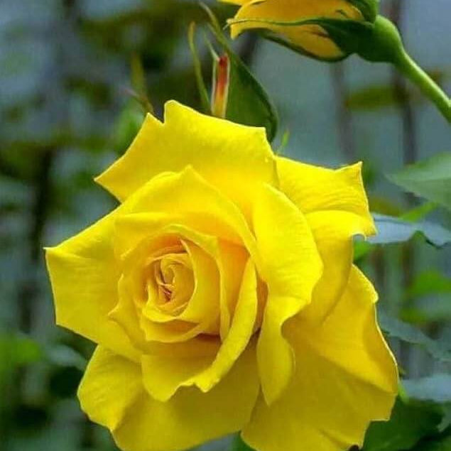 Yellow Rose seeds - Flower Plant