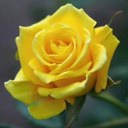 Yellow Rose seeds - Flower Plant