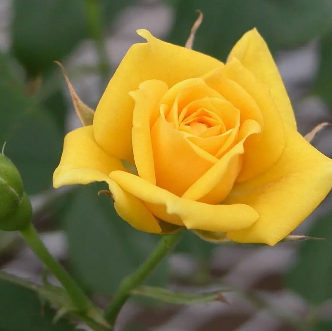 Yellow Rose seeds - Flower Plant