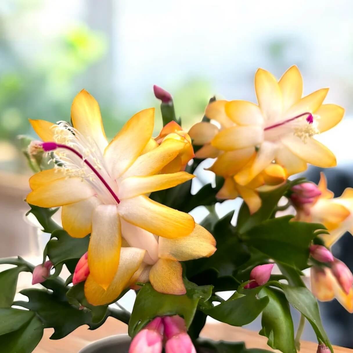 Yellow Schlumbergera Seeds 