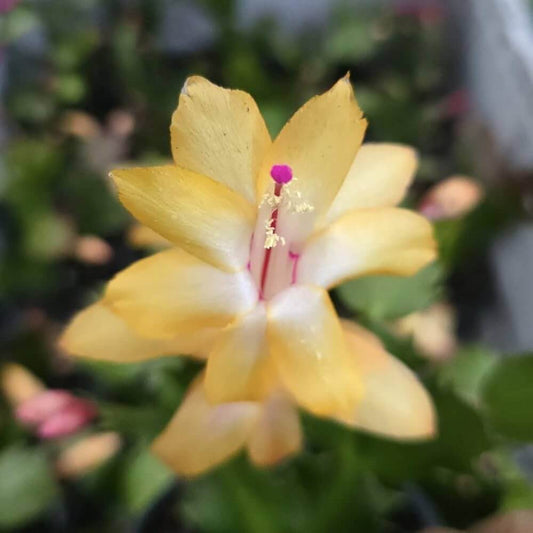 Yellow Schlumbergera Seeds 