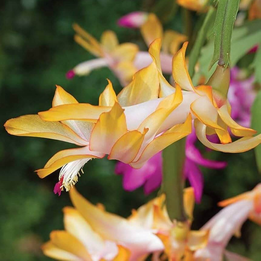 Yellow Schlumbergera Seeds 