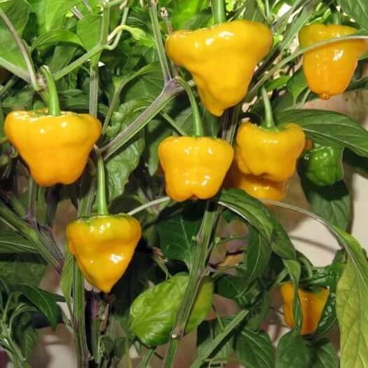 Yellow Scotch Bonnet seeds