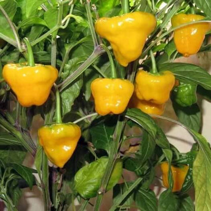 Yellow Scotch Bonnet seeds