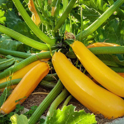 Yellow Squash Seeds - Vegetable Plant 