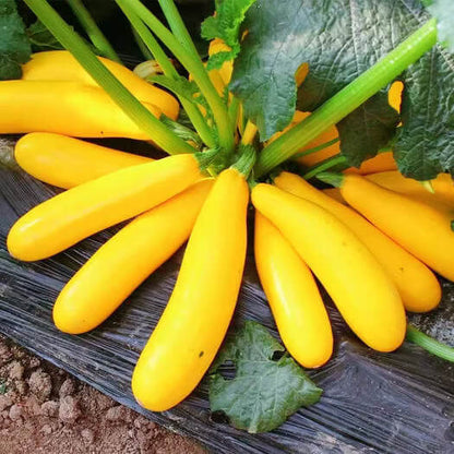 Yellow Squash Seeds - Vegetable Plant 