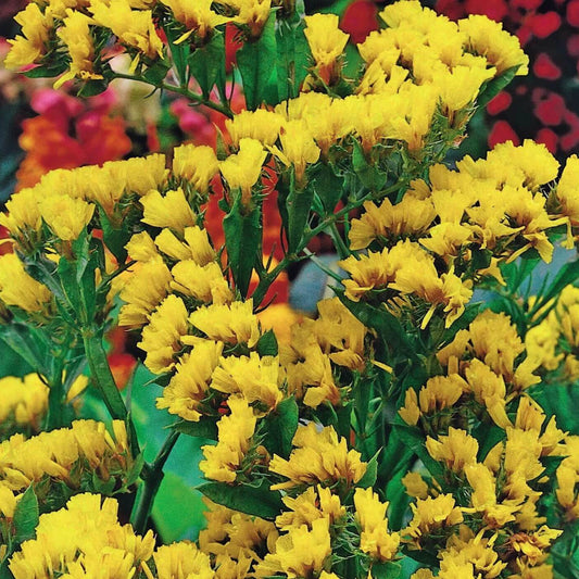 Yellow Statice Seeds - Flower Plant for Home Gardens