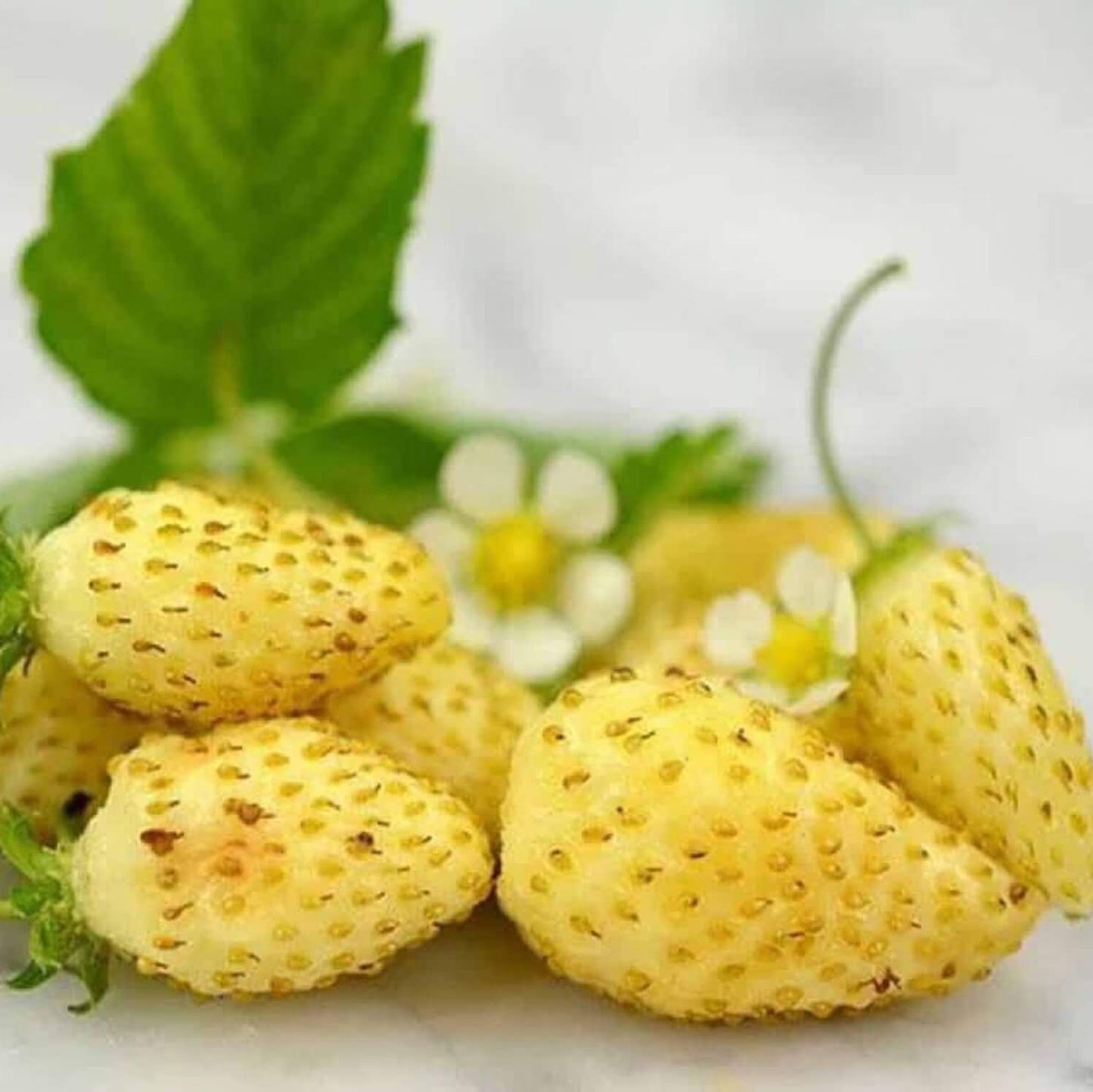 Yellow Strawberry Seeds