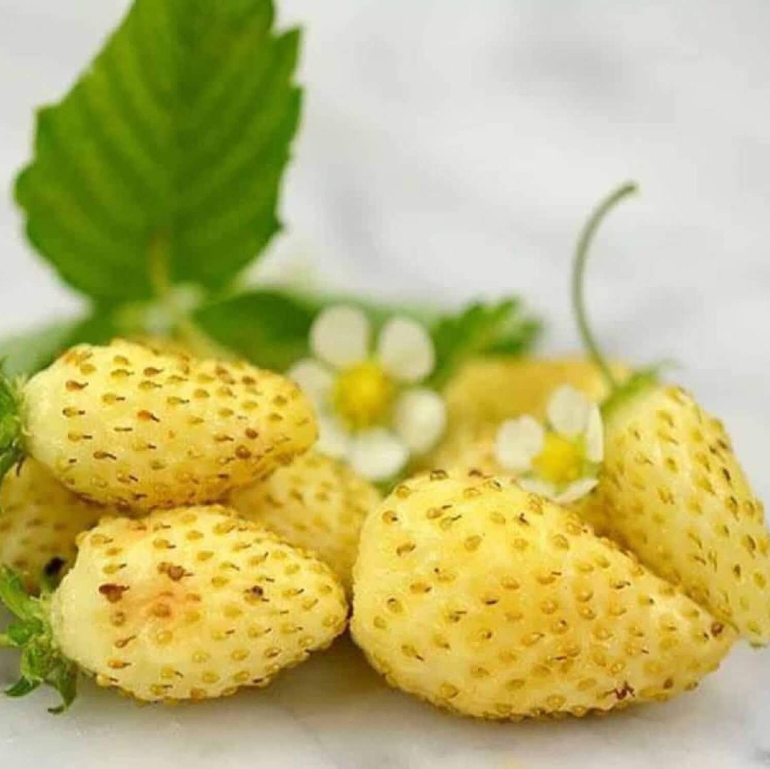 Yellow Strawberry Seeds