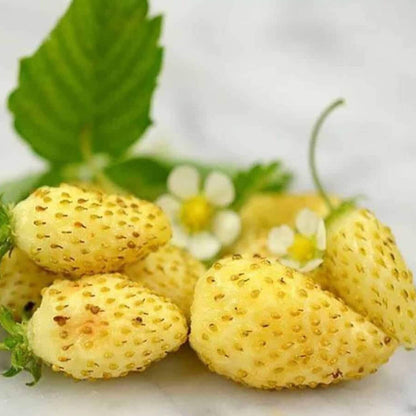 Yellow Strawberry Seeds