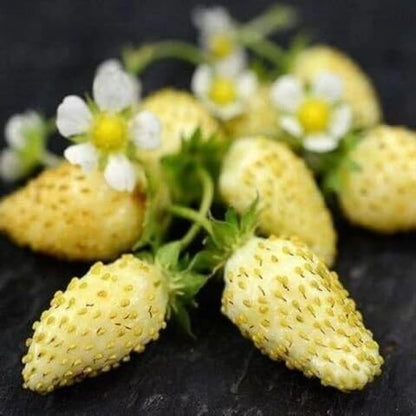 Yellow Strawberry Seeds