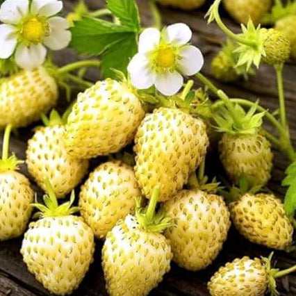 Yellow Strawberry Seeds