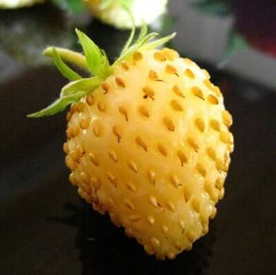 Yellow Strawberry Seeds