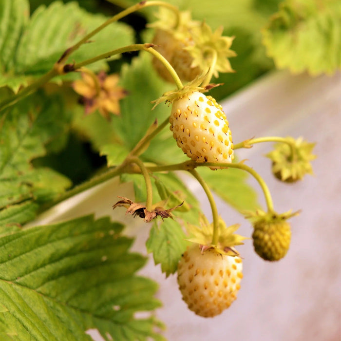 Yellow Strawberry Seeds 