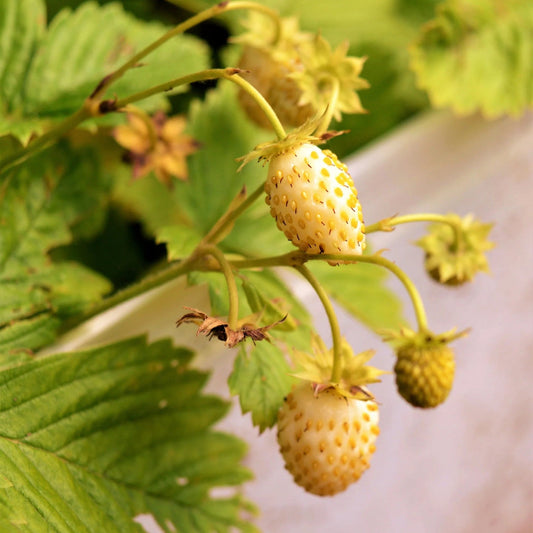 Yellow Strawberry Seeds 