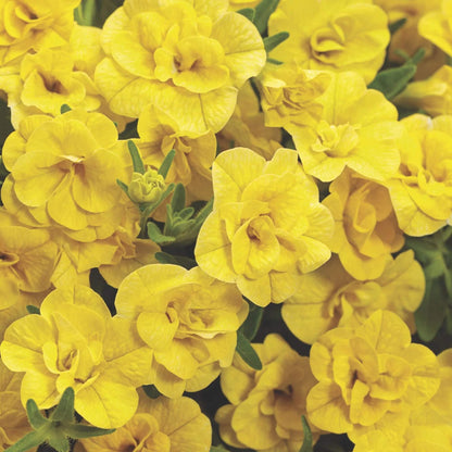 Yellow Super bell Calibrachoa Seeds
