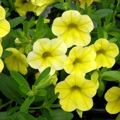 Yellow Super bell Calibrachoa Seeds