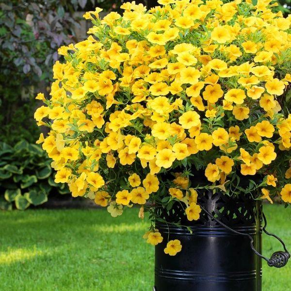 Yellow Super bell Calibrachoa Seeds