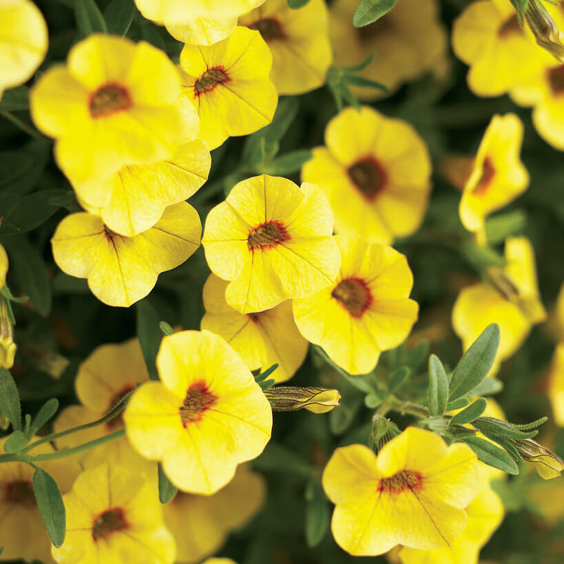 Yellow Super bell Calibrachoa Seeds